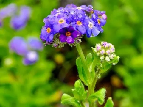 Azorean forget-me-not