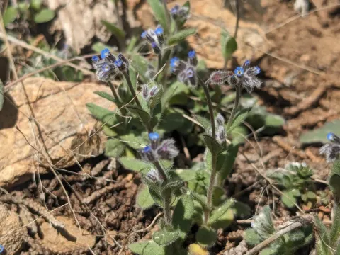 Myosotis refracta