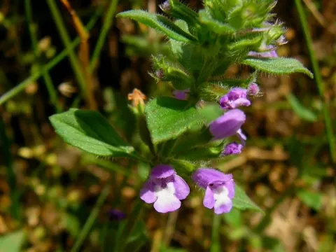 Clinopodium corsicum