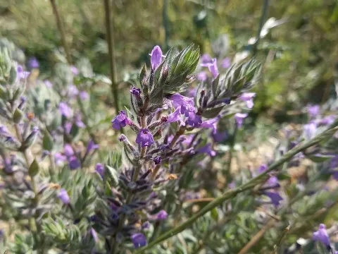 Clinopodium suaveolens