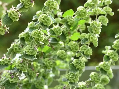 Hairy horehound