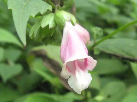 Chelonopsis longipes