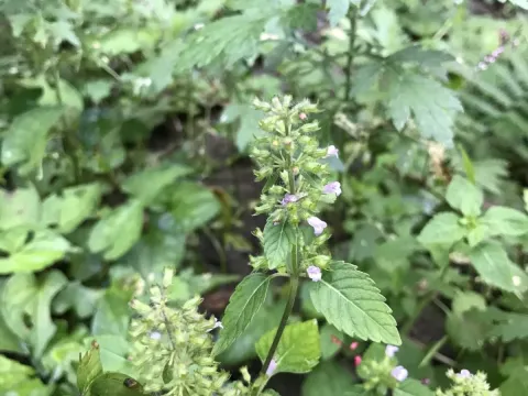 Clinopodium micranthum