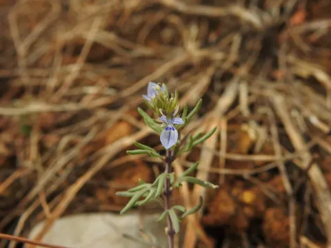 Teucrium aristatum
