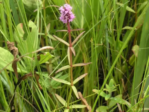 Pogostemon yatabeanus