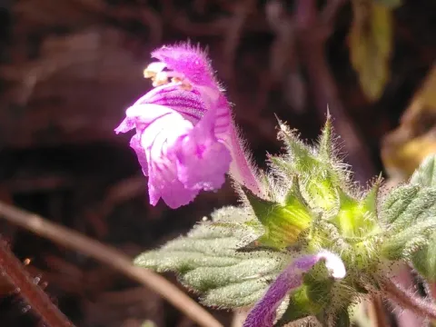 Pyrenean hemp-nettle