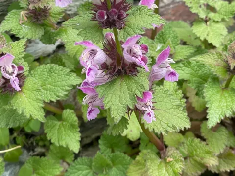 Gargano deadnettle