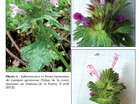 Lamium gevorense