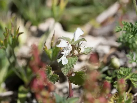 Lamium moschatum