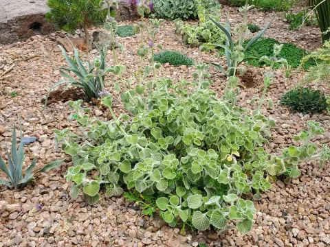 Marrubium cylleneum