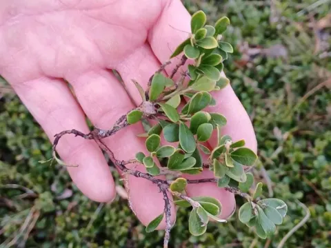 Alpine bearberry