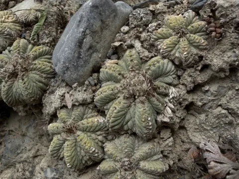 Aztekium