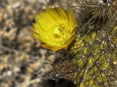 Bergerocactus