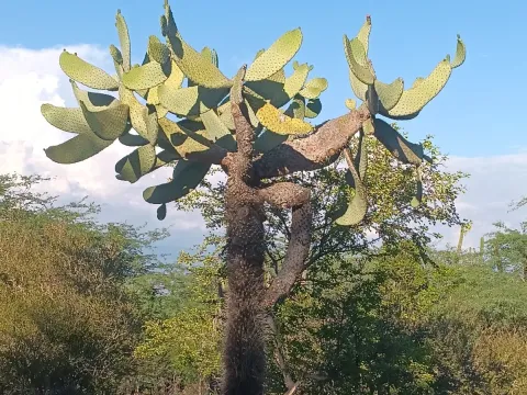 Консолея