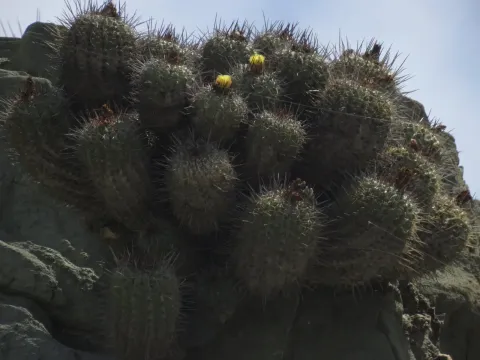 Copiapoa