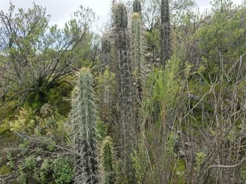 Corryocactus