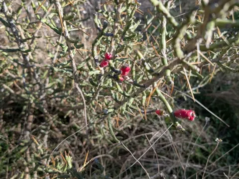 Cylindropuntia