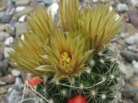 Escobaria