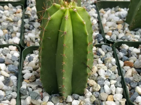 Escontria