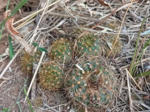 Frailea
