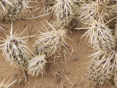 Grusonia