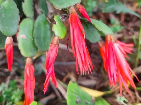 Hatiora