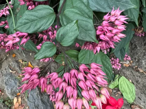 Clerodendrum speciosum