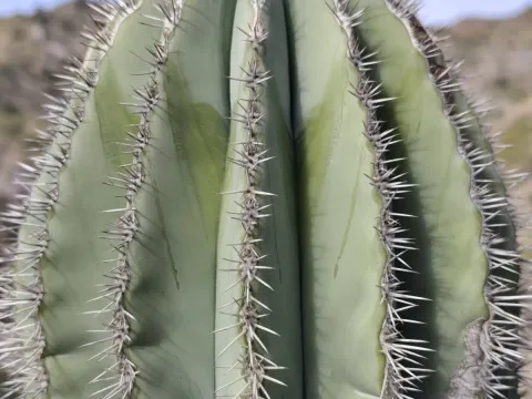 Pachycereus