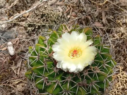 Parodia
