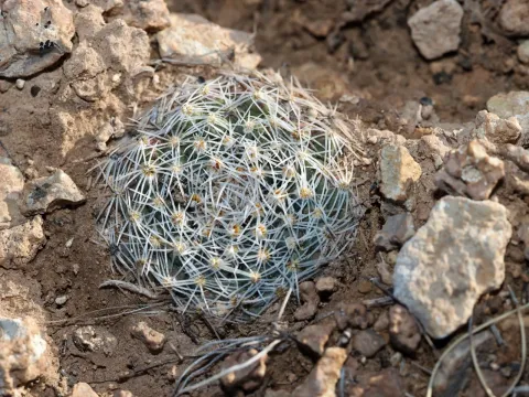 Pediocactus