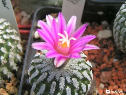 Pelecyphora
