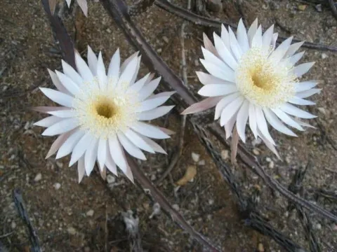Peniocereus