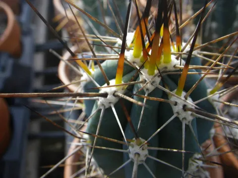 Stetsonia