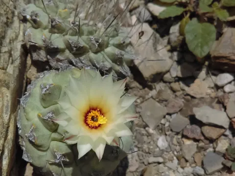 Strombocactus
