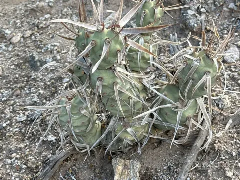 Tephrocactus