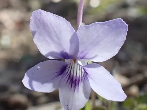 Long-spurred violet