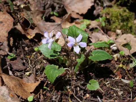 Selkirk's violet