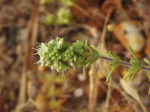 Algarve germander