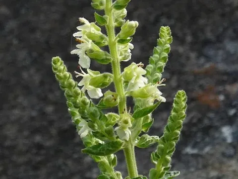 Teucrium pseudoscorodonia