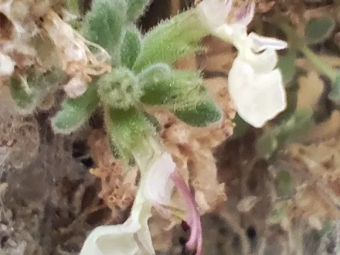 Round-leaved germander