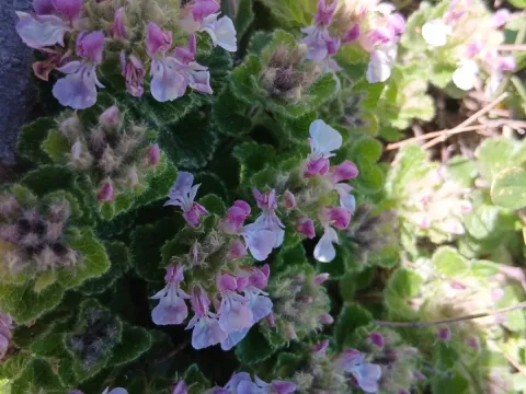 Pyrenean germander