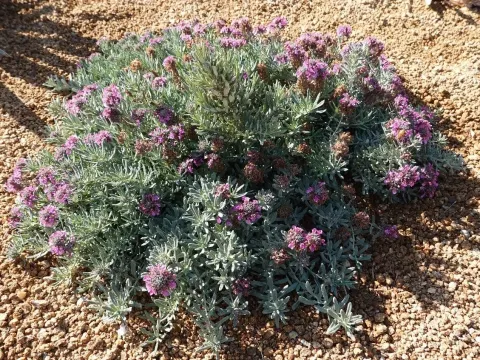 Teucrium aroanium