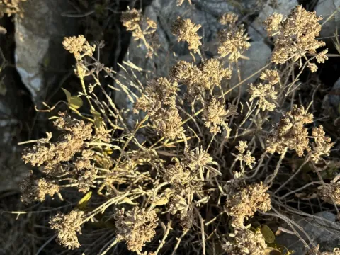 Portuguese germander