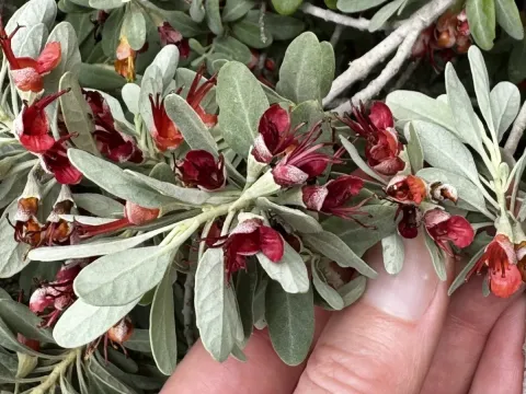 Teucrium heterophyllum