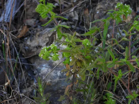 Teucrium haenseleri