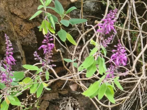 Madeira germander