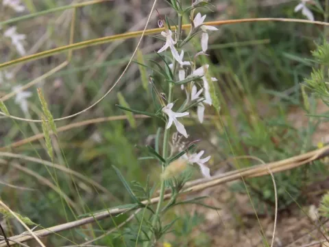 Teucrium pseudochamaepitys