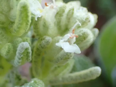 Teucrium gnaphalodes