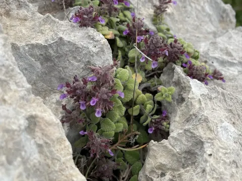 Teucrium halacsyanum