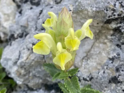 Oriental skullcap